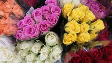 8 Stunning Flowers To Revitalize Your Garden!